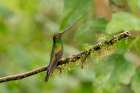 Ecuador-Guango. Swordbill hummingbird close-up. Art Print